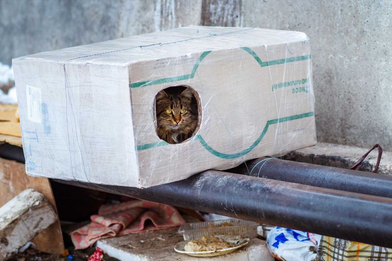 Shelter-Finding Ingenuity