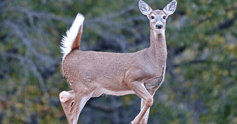 Predator Replacement Awareness