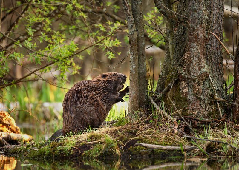 Environmental Impact Of Beaver Dining