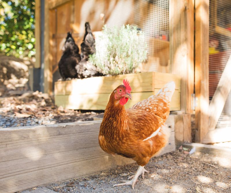 Free-Range Doesn't Mean No Work