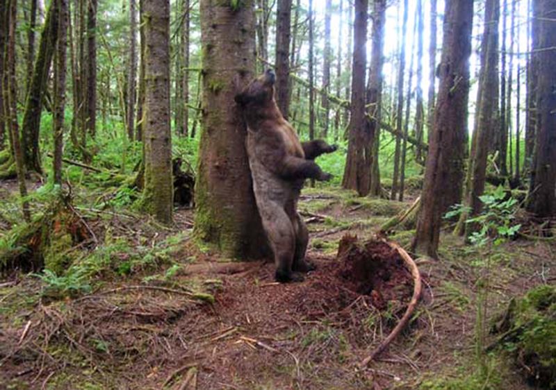 Tree Huggers