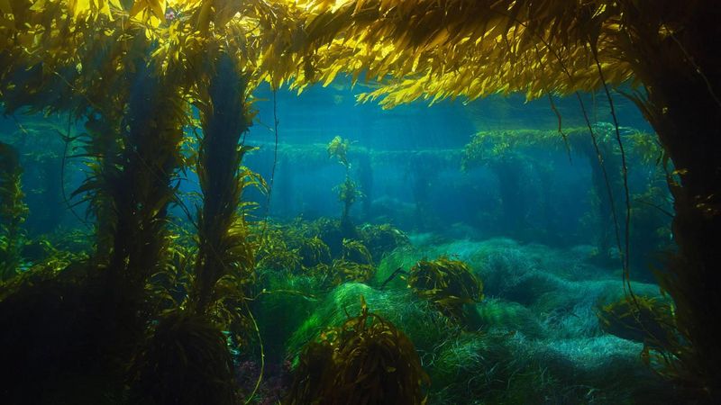 The Rise Of Seaweed Forests: A New Oceanic Landscape