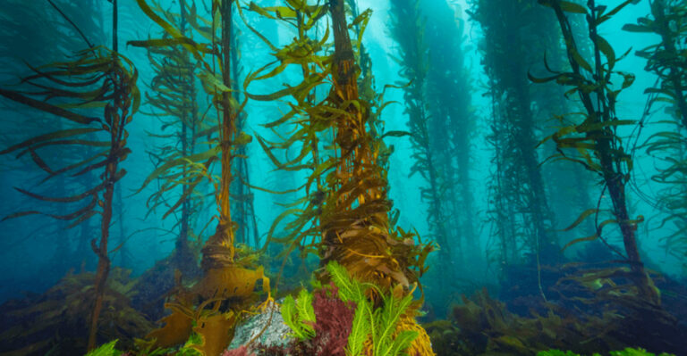 Seaweed Forests Are Taking Over Fragile Marine Ecosystems And Changing The Ocean Forever
