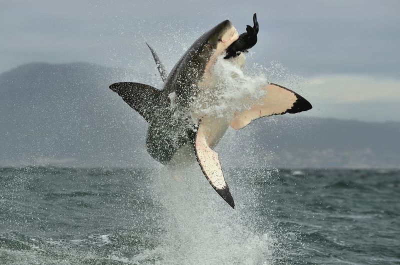 Morro Bay, California: Great White Hunting Grounds
