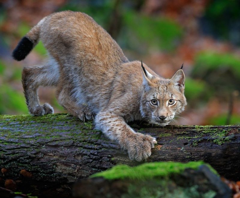 Bobbed Tails With Hidden Meaning
