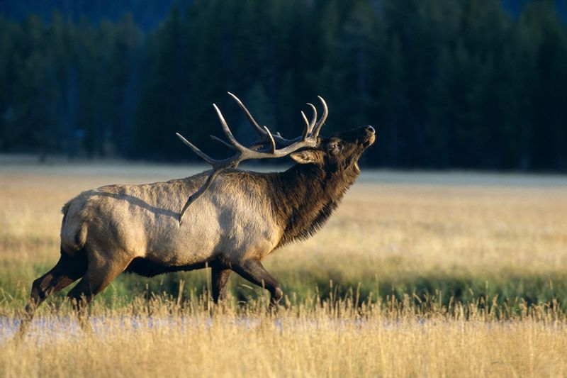 Massive Bull Elk