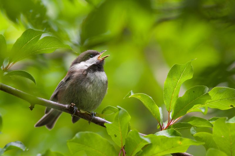 Melodious Songbirds