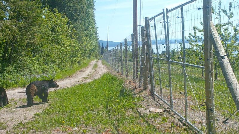Use Electric Fencing For Gardens
