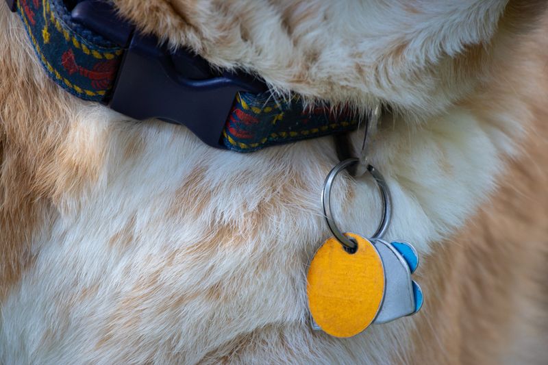 Update ID Tags And Microchip Information