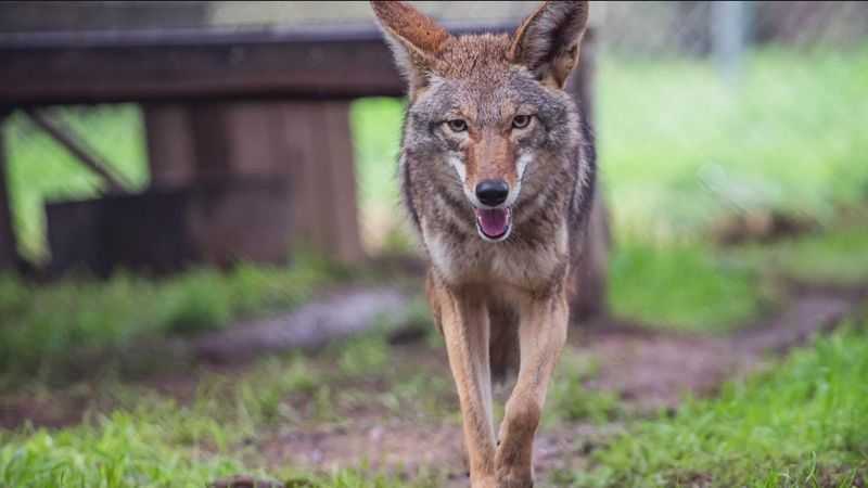 Contact Local Wildlife Authorities