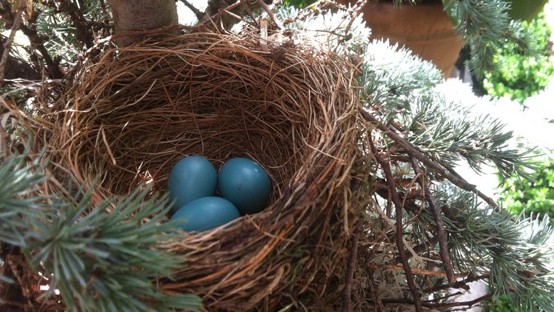 Sheltered Nesting Spots