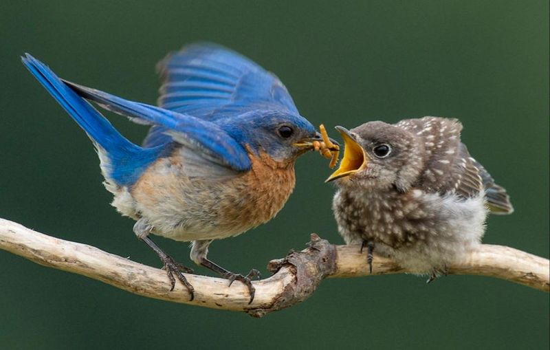 Spring Brings Protein-Rich Insect Feasts