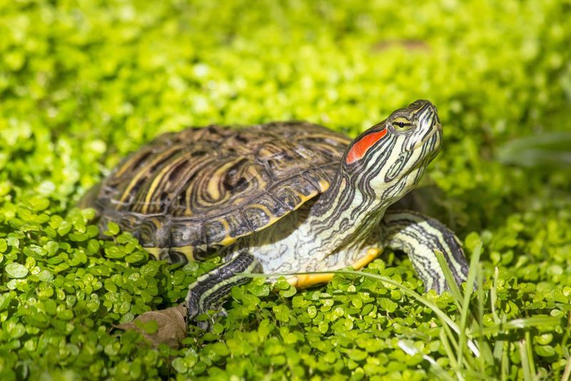 Algae Population Controllers