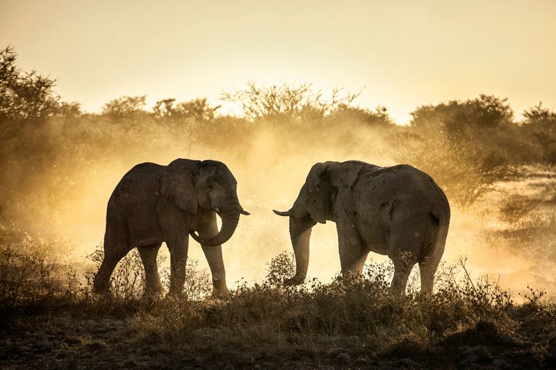 They Reflect The Spirit Of The Savannah