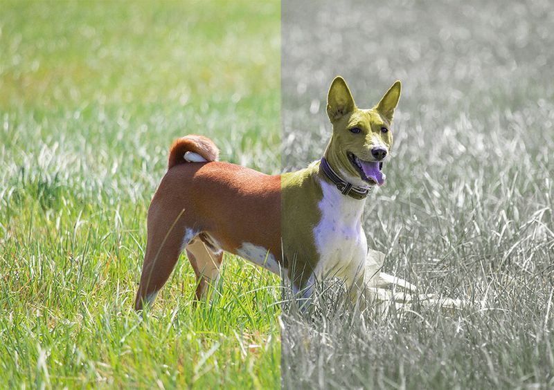 Canine Color World: Your Dog's Blue-Yellow Spectrum