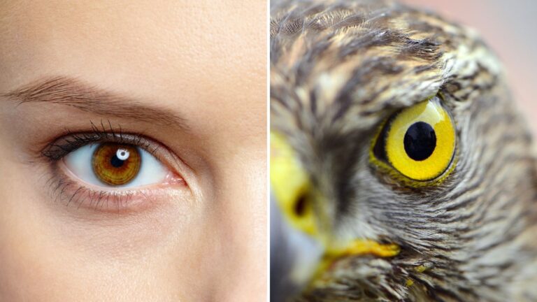 Seeing The Unseen The Fascinating Differences Between Bird And Human Vision