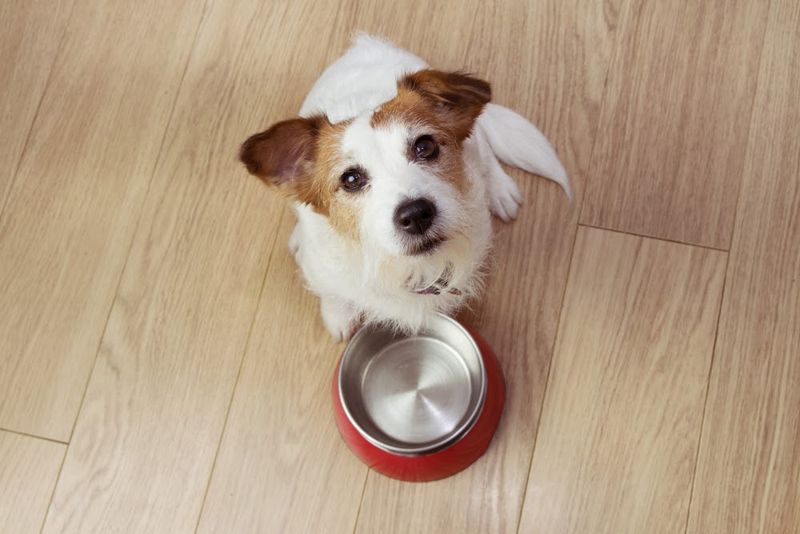 Showing Interest In Food