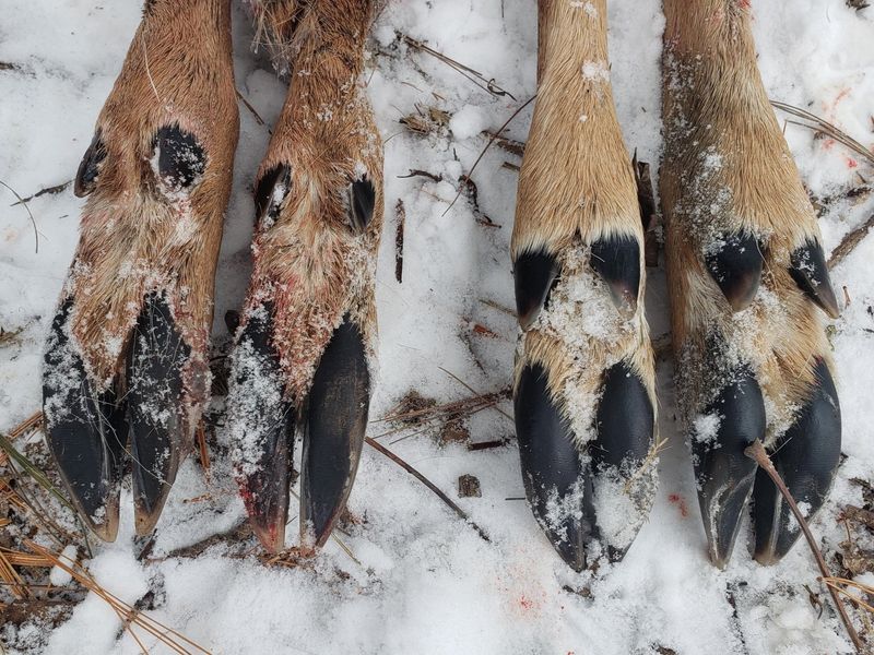 Developing Cold-Weather Hooves