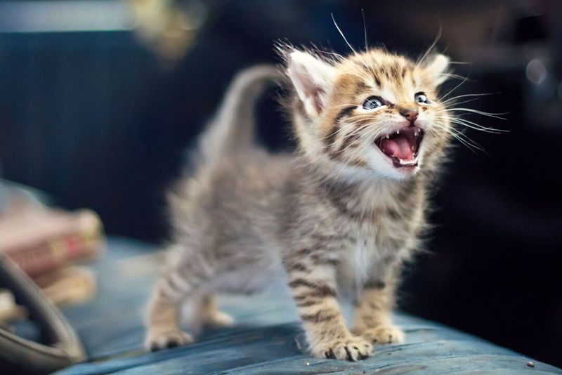 Meows Conversationally With You