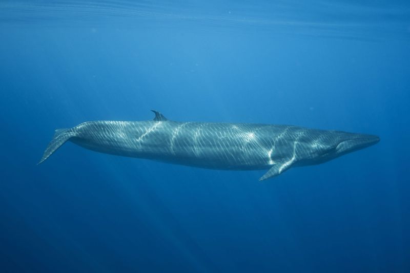 Bryde's Whales – Tropical Targets
