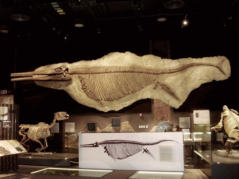 Shonisaurus
