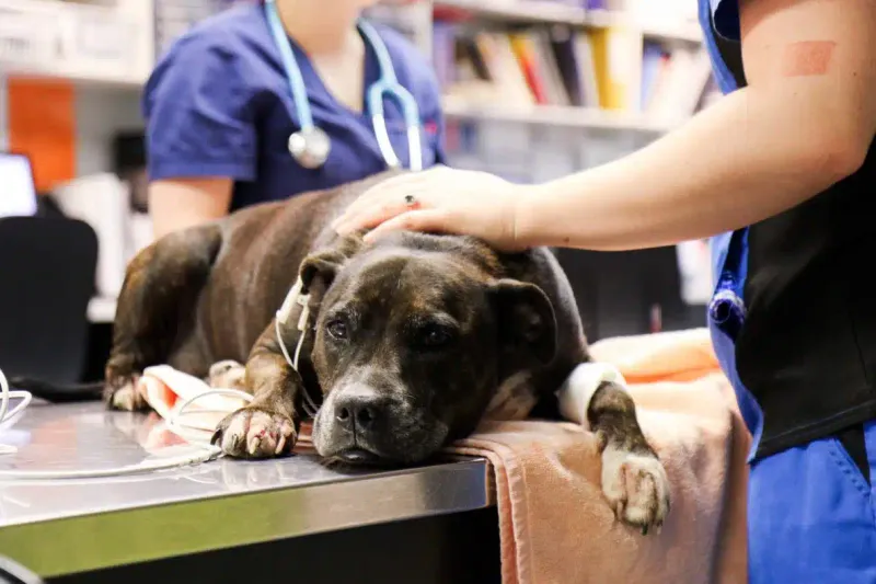 Your Veterinarian Suggests Euthanasia