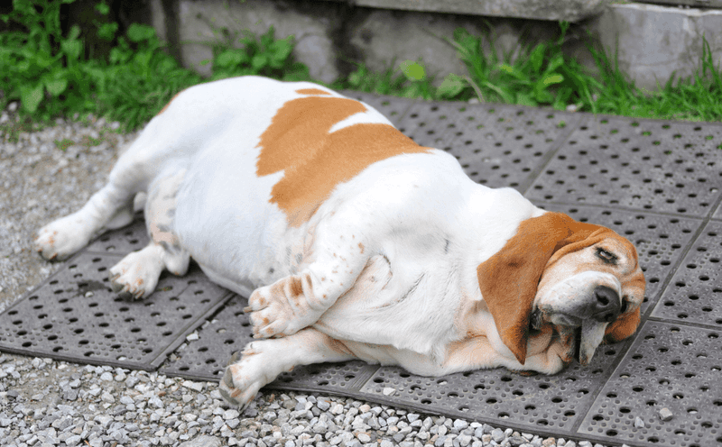 Bloat (Gastric Dilatation-Volvulus)