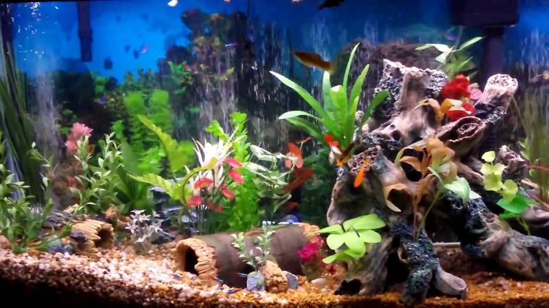 Cycle Your Tank Before Adding Fish