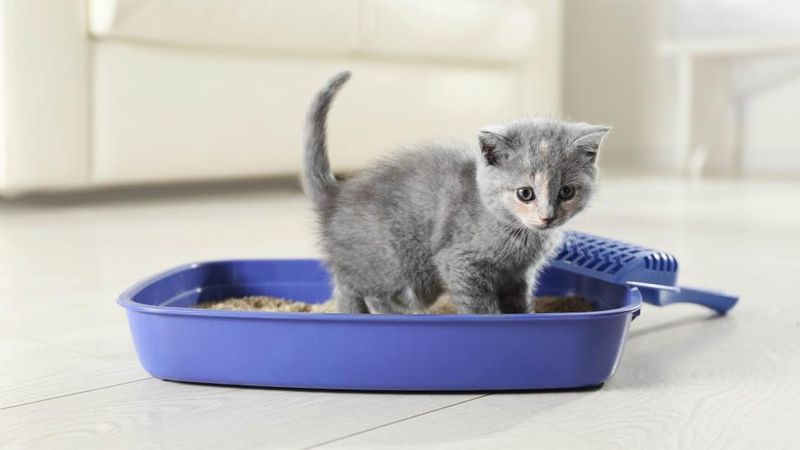 Master Litter Box Training Basics