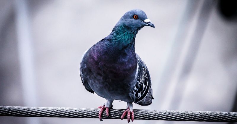 Mathematical Marvels: Pigeons