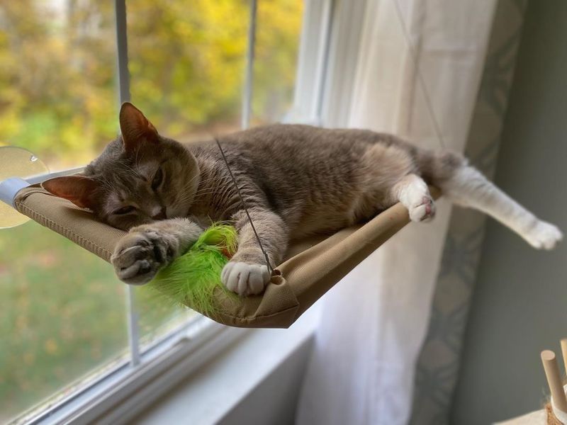 Window Perch