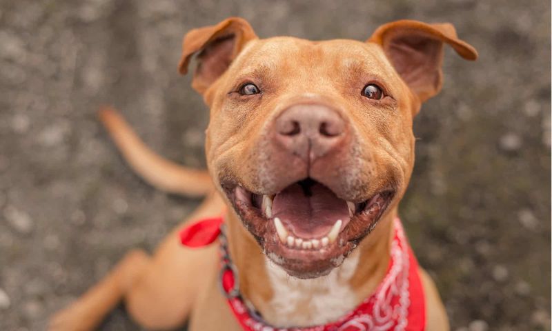 Resilient Optimists Click With Pit Bull Terriers