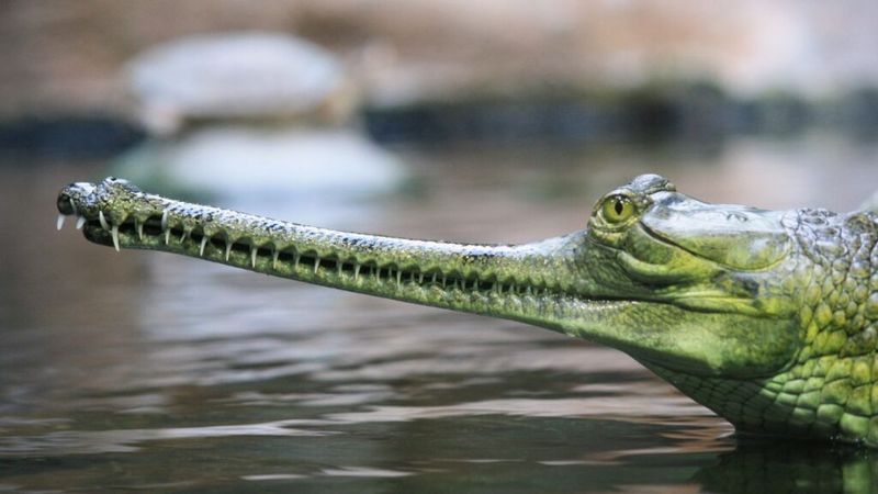 The Truth About Gharials' Temperament
