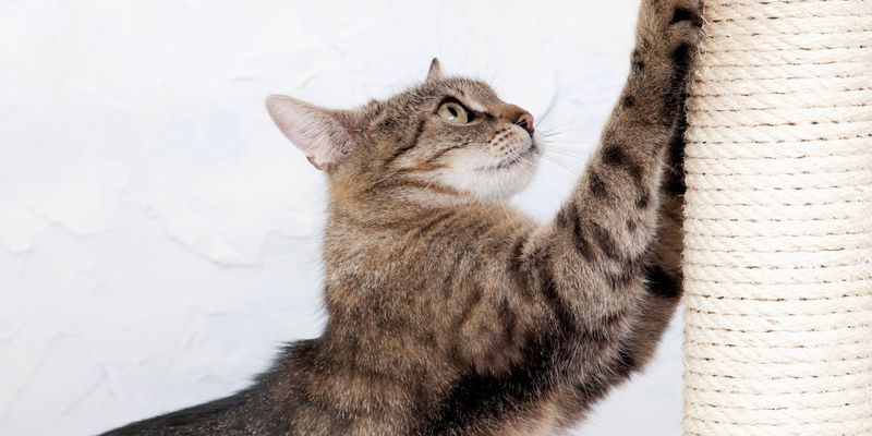 DIY Scratching Stations