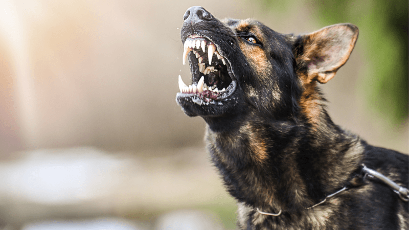 Fearful Aggression Toward Strangers