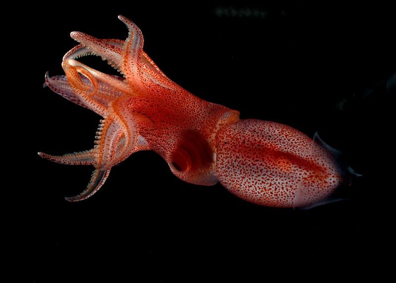 Living Fossils