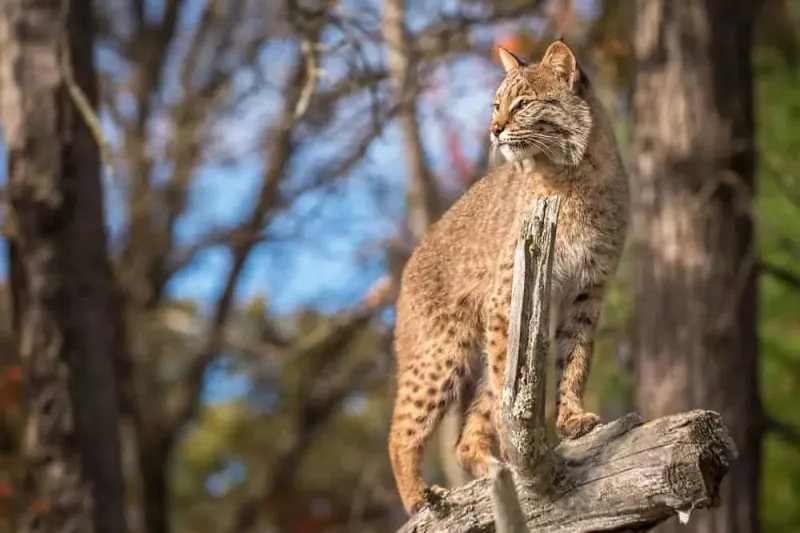 Great Smoky Mountains' Bobcat Hollows