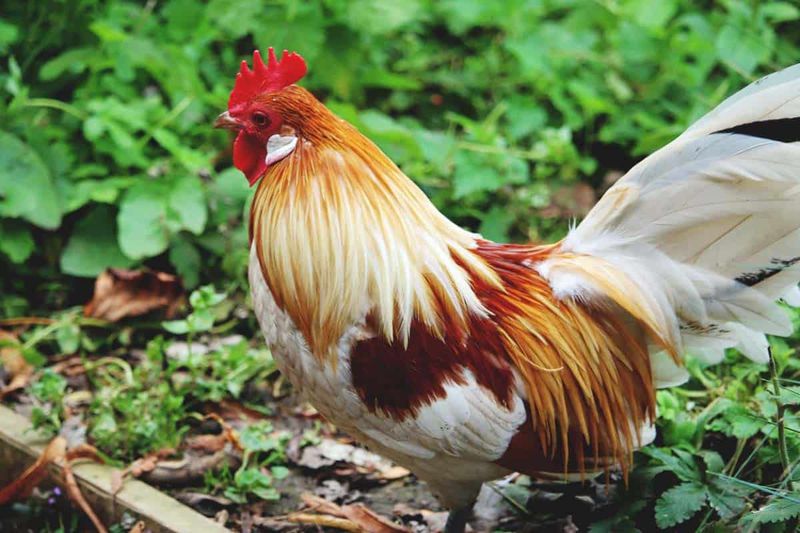 Dutch Bantams