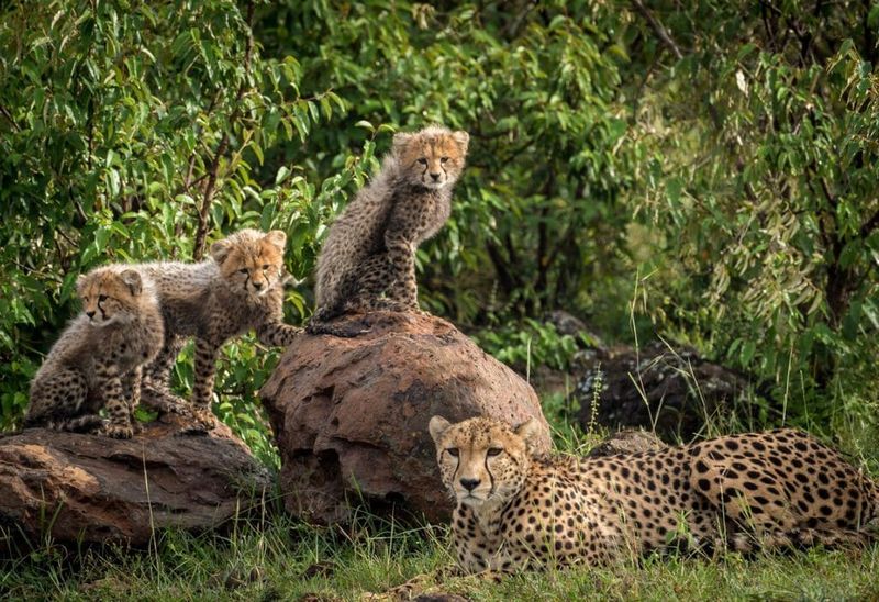 Naboisho Conservancy, Kenya