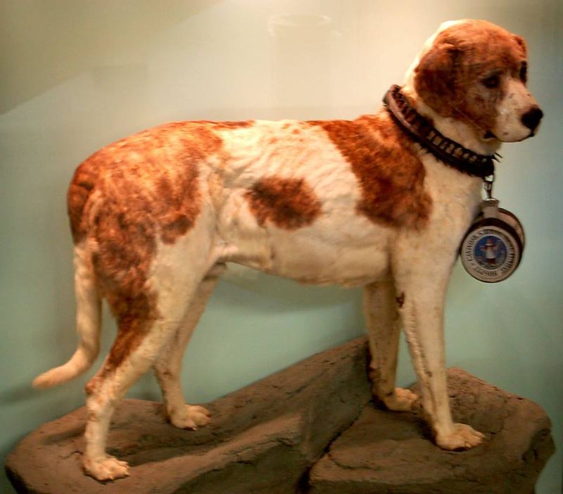 Barry: The Alpine Rescuer