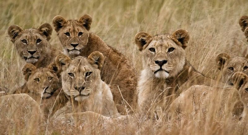 Lion