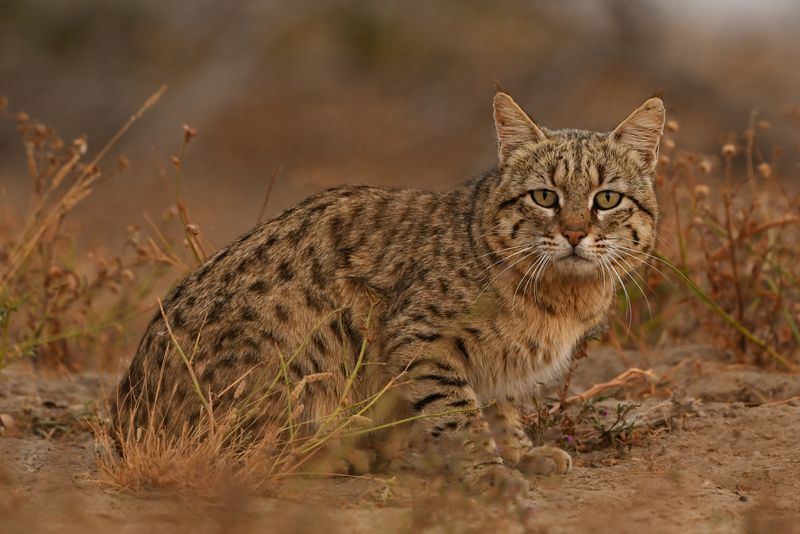 Wildcat Of Asia