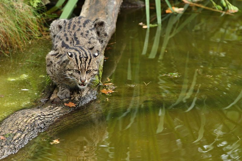 Fishing Cat
