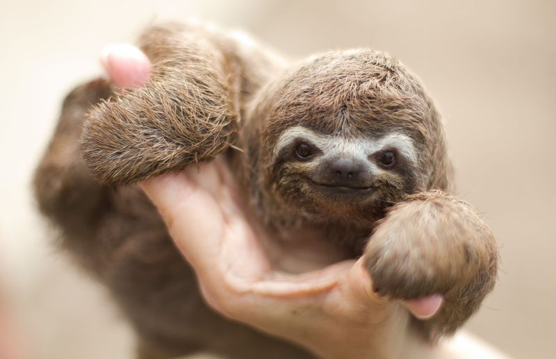 Sloths – Slow-Moving Specialists With Fast-Declining Health