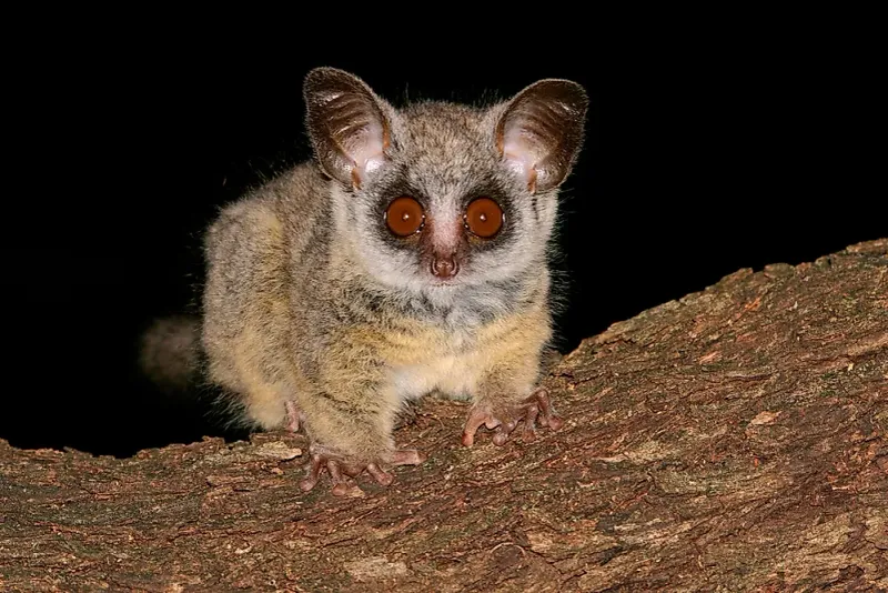 Bush Baby (Galago)