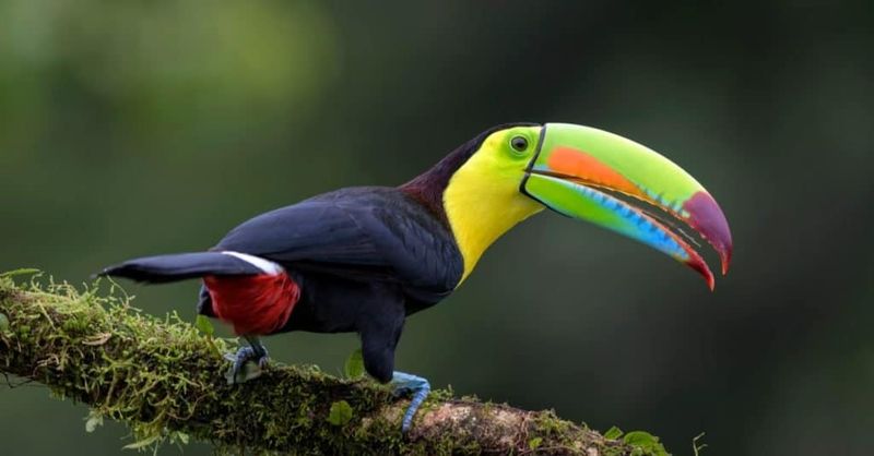 Toucans: Rainbow Bills With Platinum Price Tags
