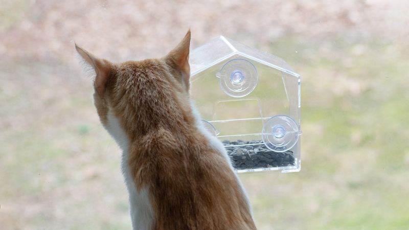 Install Window Bird Feeders