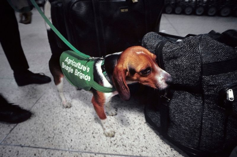 Detection Dogs
