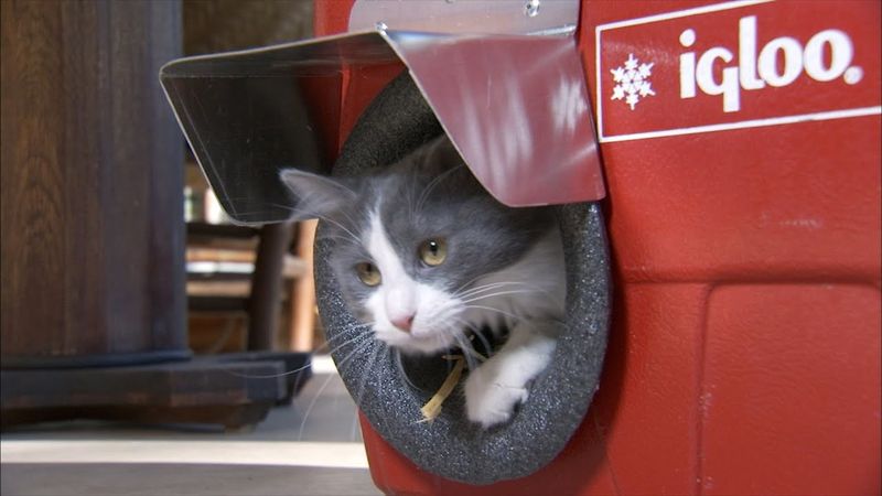 Create DIY Cooling Shelters