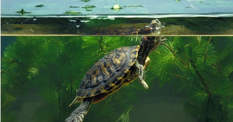Create A Basking Area